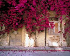 Tapeta Nature Flowers 137.jpg